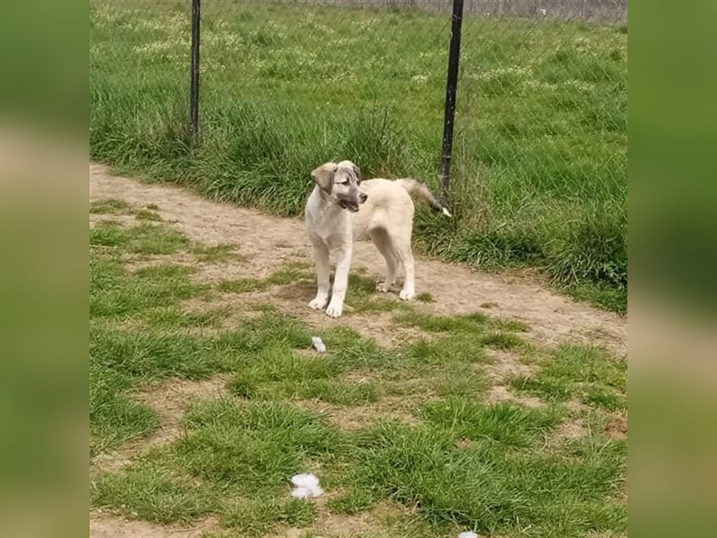Jim- Schäferhund-Mischling