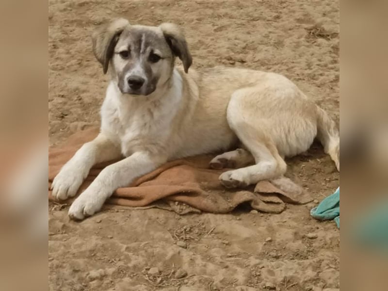 Jim- Schäferhund-Mischling