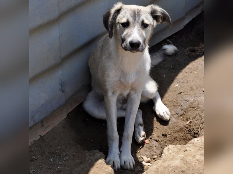 Jim- Schäferhund-Mischling