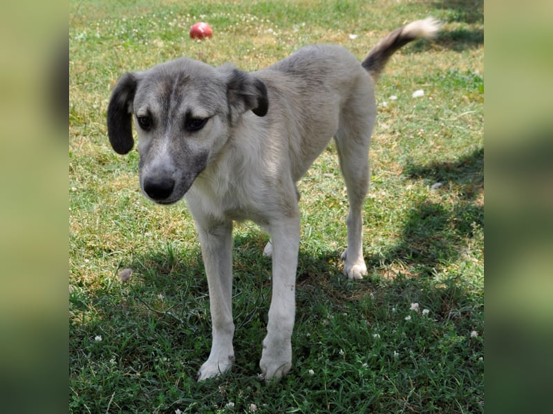 Jim- Schäferhund-Mischling