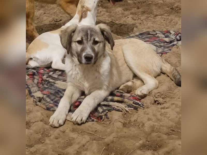 Jim- Schäferhund-Mischling