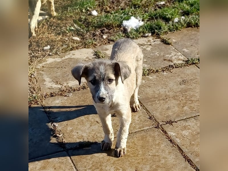 Jim- Schäferhund-Mischling