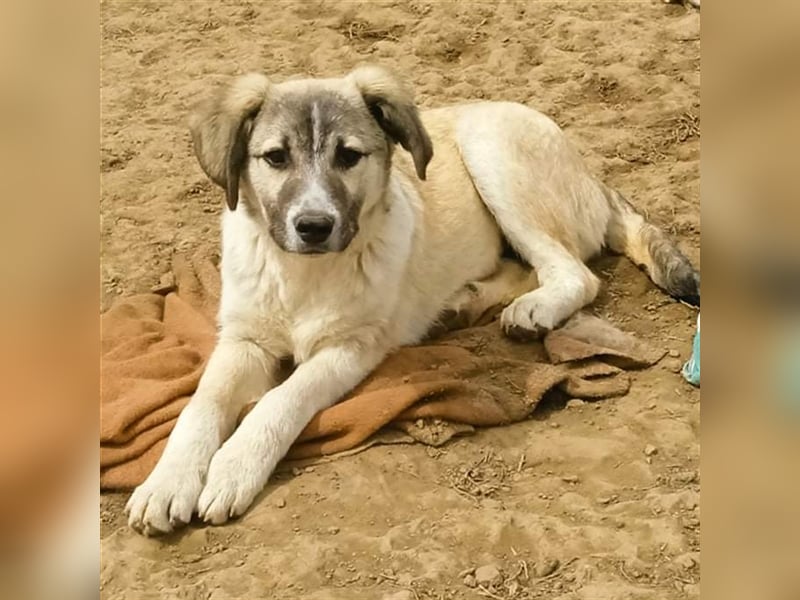 Jim- Schäferhund-Mischling