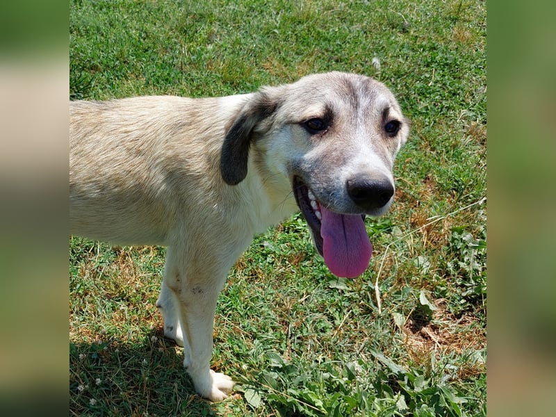 Jim- Schäferhund-Mischling