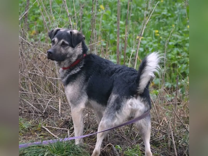 "Gibson", ca. 1 Jahr alt, lieb, aktiv, selbstbewusst, neugierig, menschenbezogen