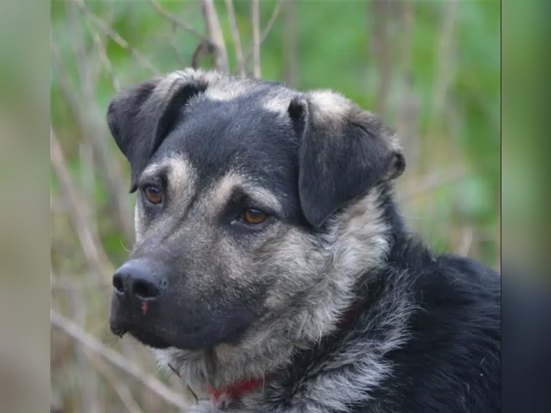 "Gibson", ca. 1 Jahr alt, lieb, aktiv, selbstbewusst, neugierig, menschenbezogen