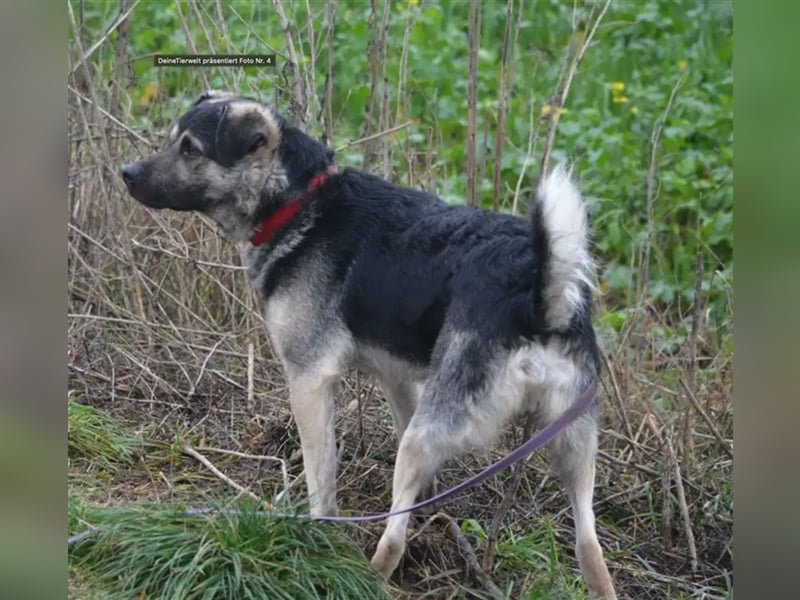 "Gibson", ca. 1 Jahr alt, lieb, aktiv, selbstbewusst, neugierig, menschenbezogen