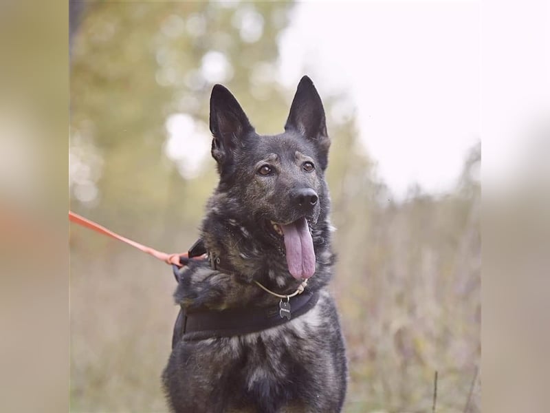 MARCUS- russischer Schäferhund sucht eine Aufgabe