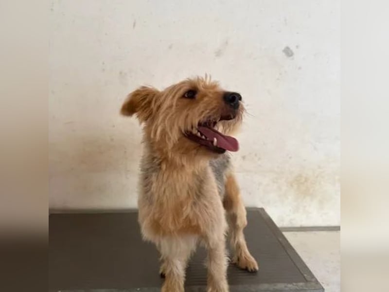 Pixel
