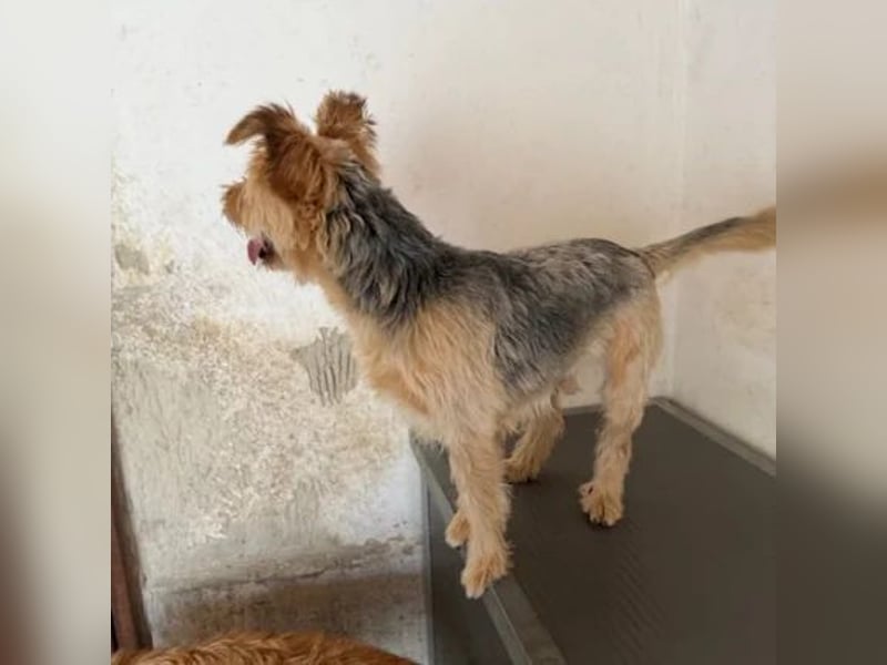 Pixel