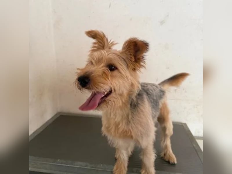Pixel