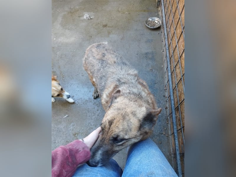 Angus - so ein trauriger Hundejunge