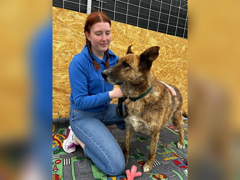 Angus - so ein trauriger Hundejunge