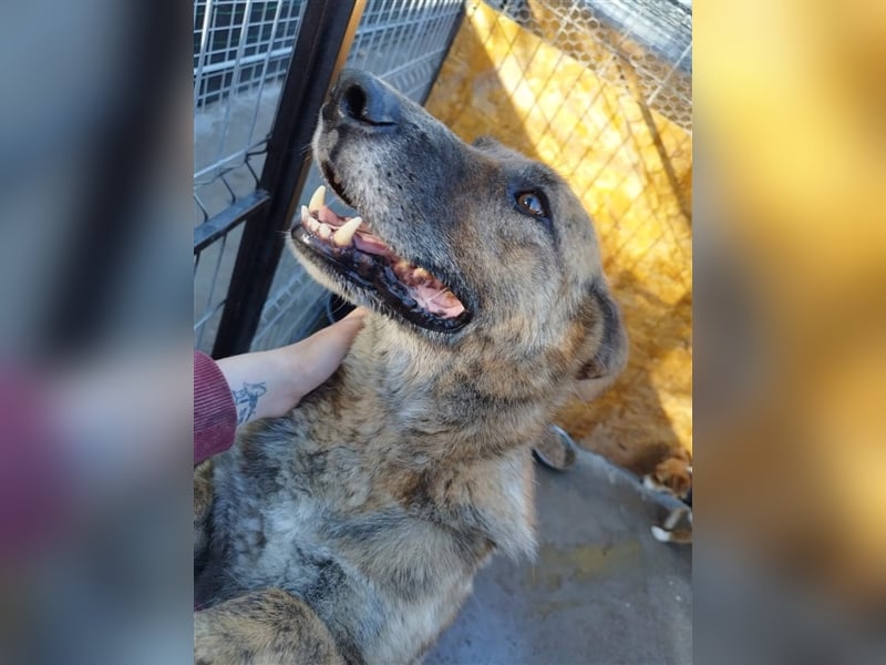Angus - so ein trauriger Hundejunge