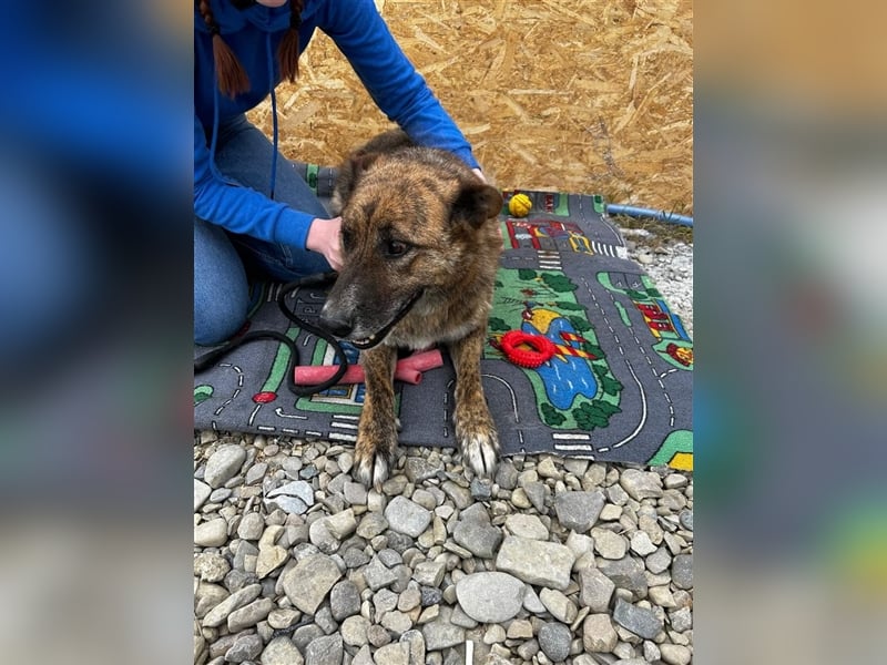 Angus - so ein trauriger Hundejunge
