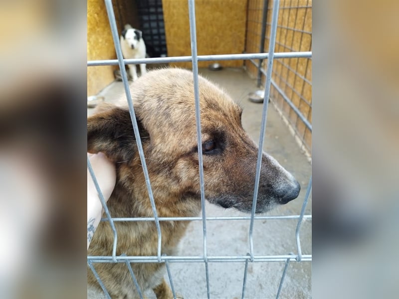 Angus - so ein trauriger Hundejunge
