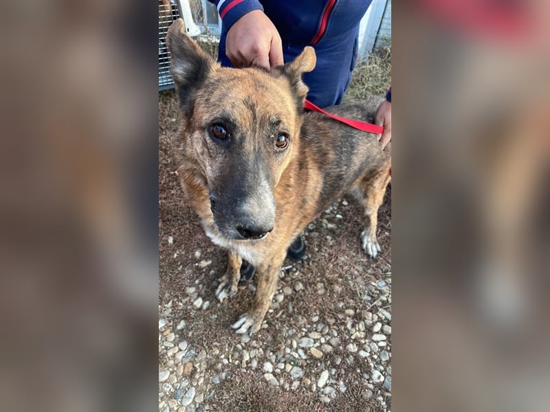 Angus - so ein trauriger Hundejunge