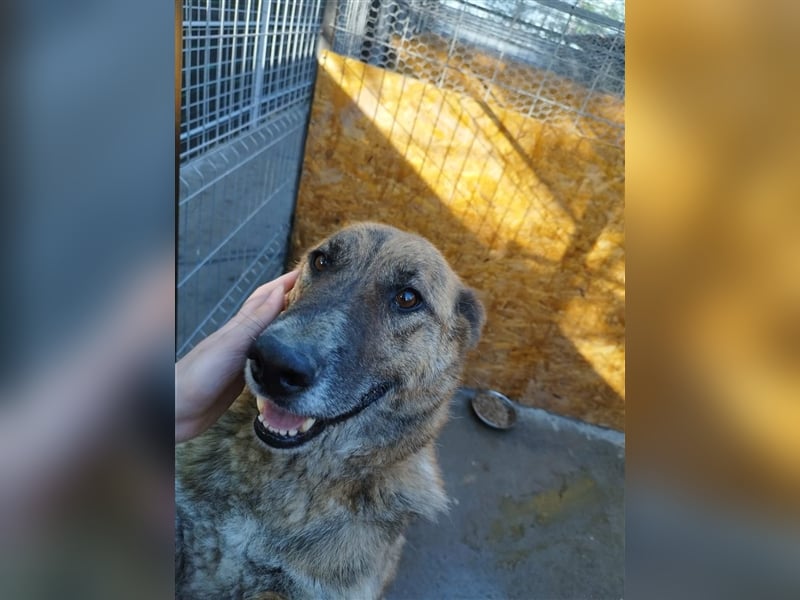 Angus - so ein trauriger Hundejunge