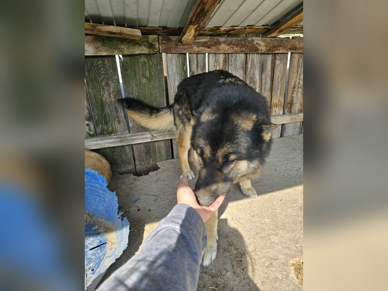 Lucky - hat Angst vor der Leine