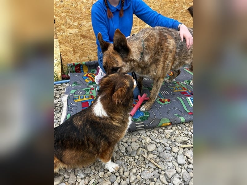 Angus - so ein trauriger Hundejunge