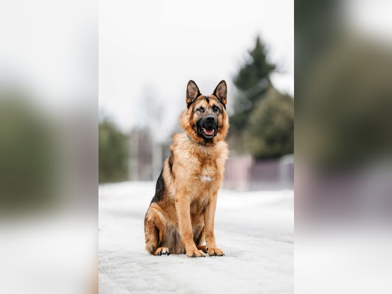 Tolles Zuhause für Muchtar gesucht