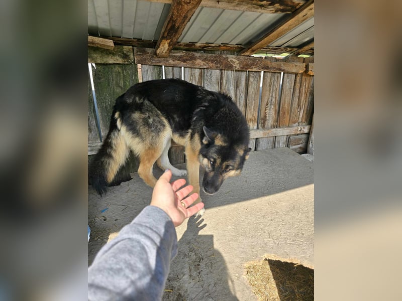 Lucky - hat Angst vor der Leine