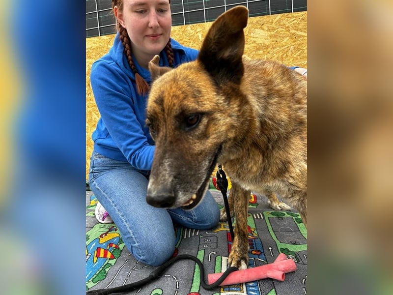 Angus - so ein trauriger Hundejunge