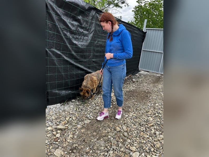 Angus - so ein trauriger Hundejunge