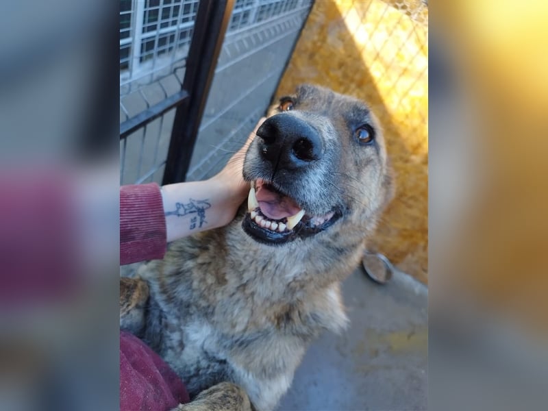 Angus - so ein trauriger Hundejunge