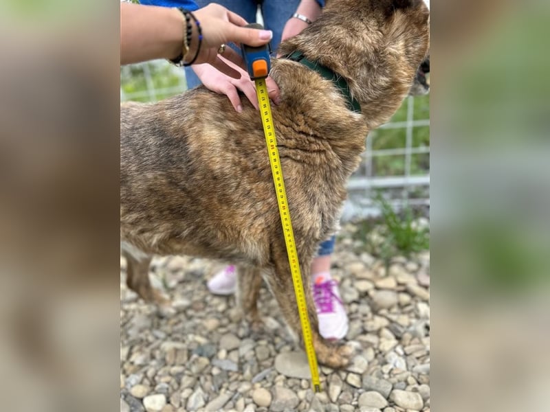 Angus - so ein trauriger Hundejunge