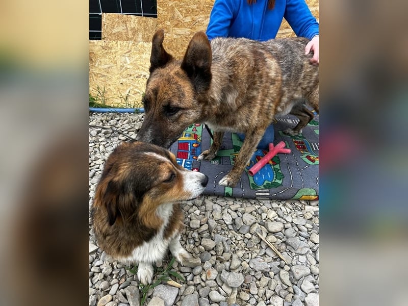 Angus - so ein trauriger Hundejunge