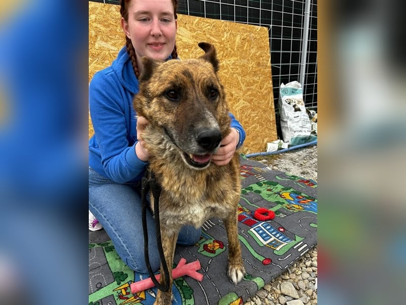 Angus - so ein trauriger Hundejunge