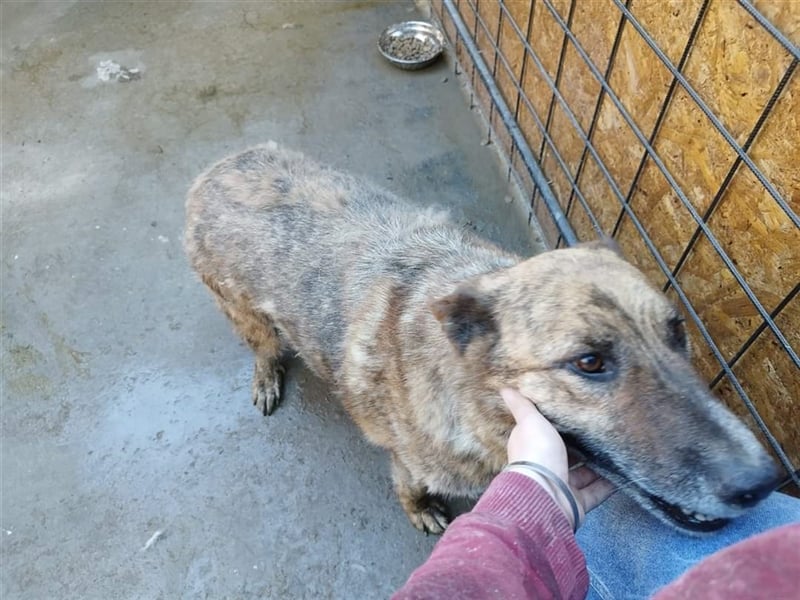 Angus - so ein trauriger Hundejunge
