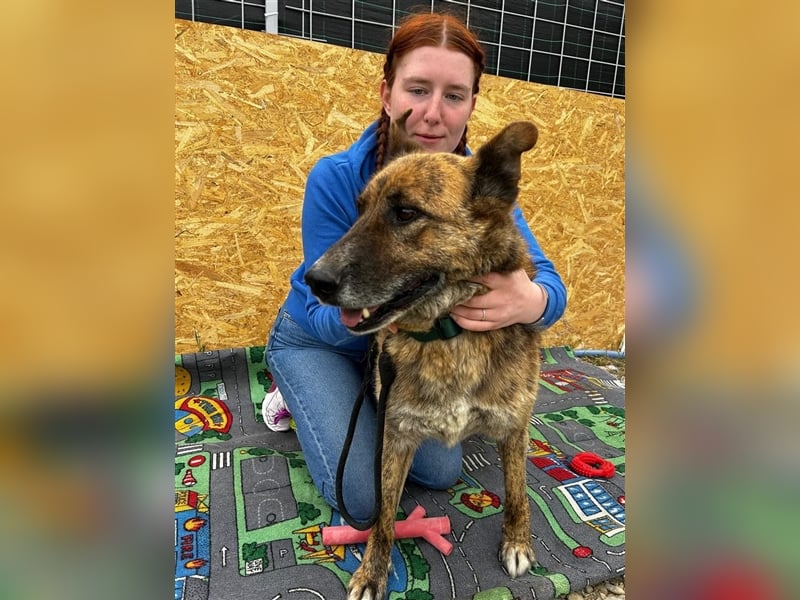 Angus - so ein trauriger Hundejunge