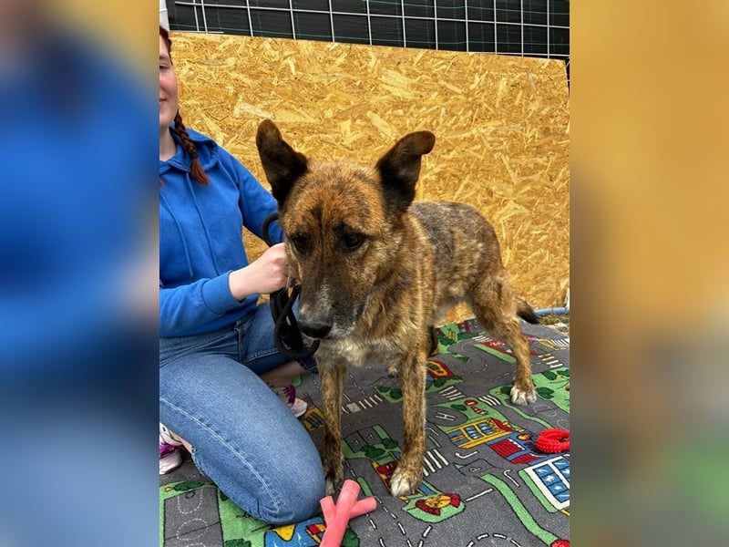 Angus - so ein trauriger Hundejunge