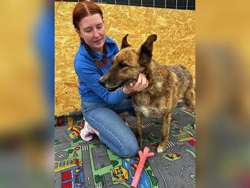 Angus - so ein trauriger Hundejunge