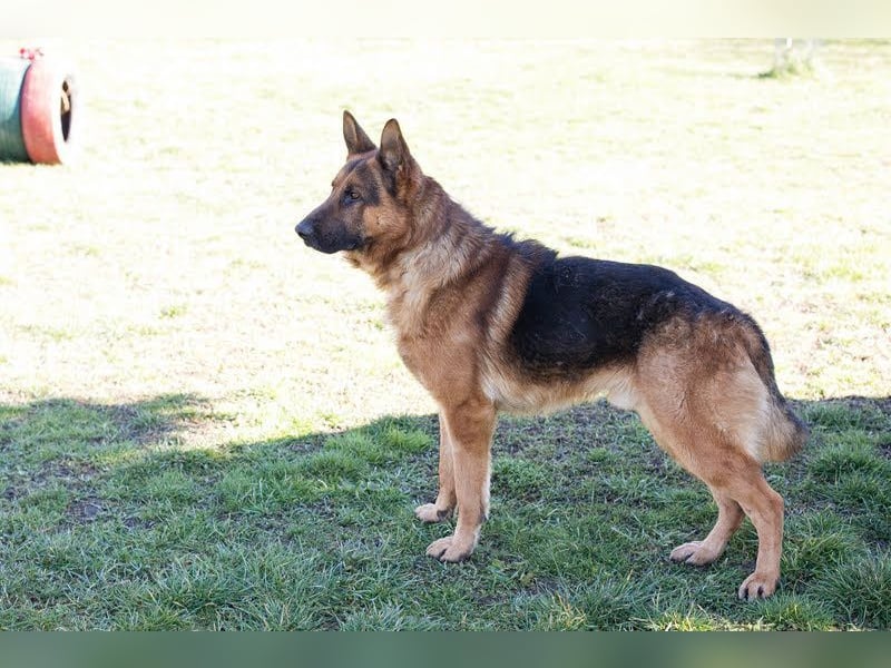 SANCHO - hundeerfahrene Menschen gesucht, die diesen tollen Rüden führen und leiten können!