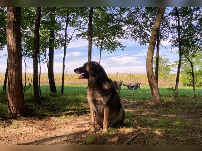 JUNI - lieber und vorsichtiger Herdenschutzhund-Schäferhund Mix - sanfter Riese sucht Zuhause