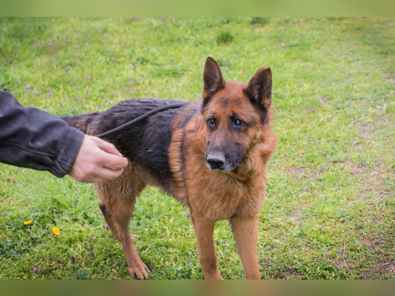 SANCHO - der hübsche Rüde sucht hundeerfahrene Menschen, die ihn artgerecht beschäftigen + auslasten