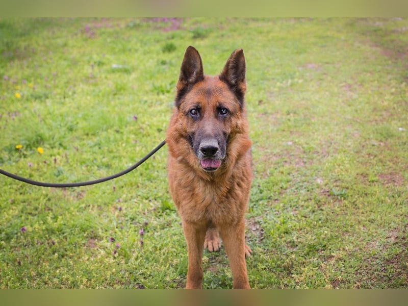 SANCHO - hundeerfahrene Menschen gesucht, die diesen tollen Rüden führen und leiten können!