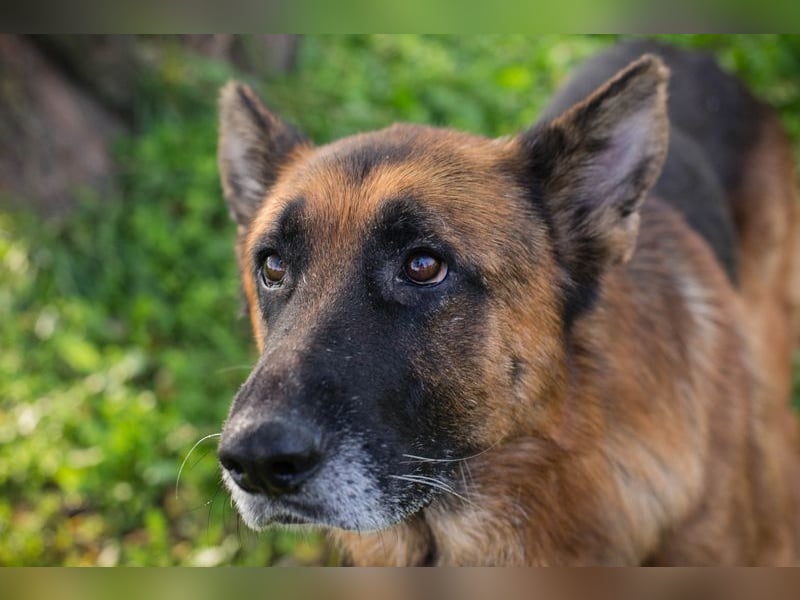 LOU - der brave, etwas ruhigere Rüde sucht ein liebevolles Für-Immer Zuhause