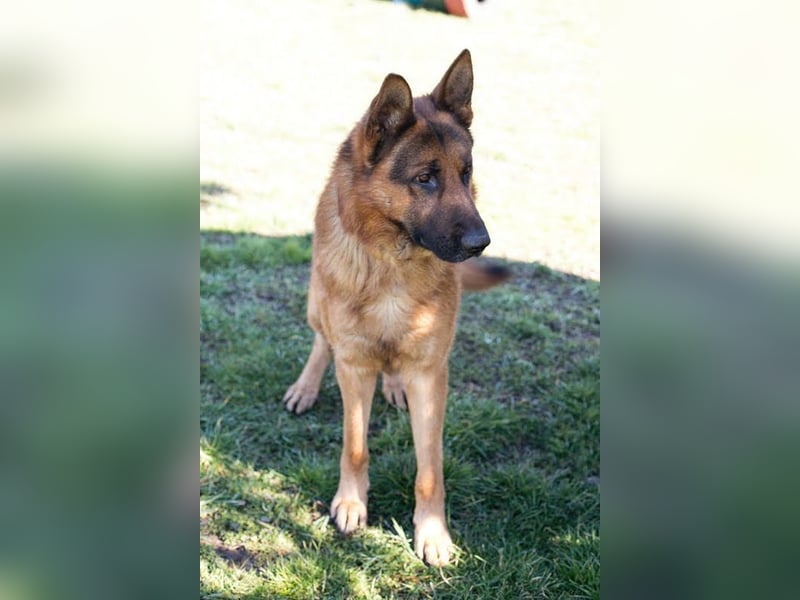 SANCHO - hundeerfahrene Menschen gesucht, die diesen tollen Rüden führen und leiten können!