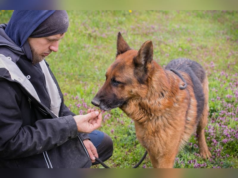SANCHO - der hübsche Rüde sucht hundeerfahrene Menschen, die ihn artgerecht beschäftigen + auslasten
