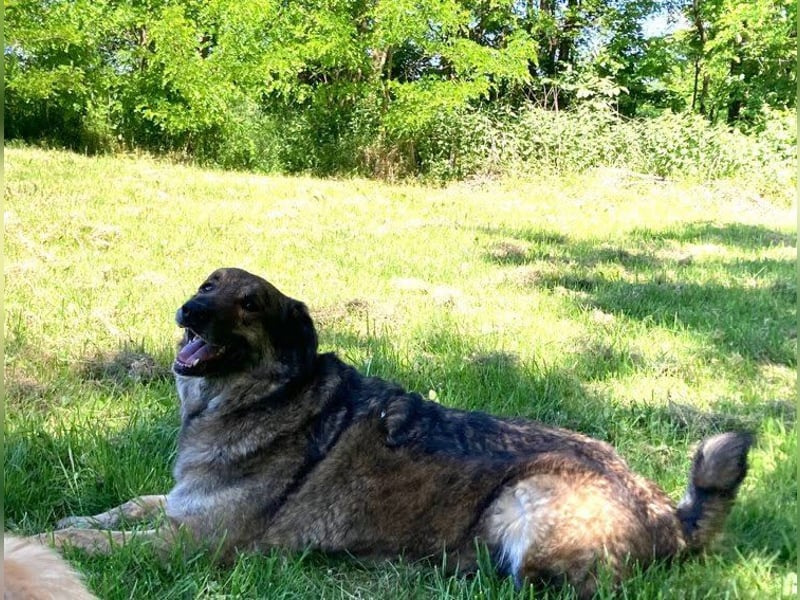 JUNI - lieber und vorsichtiger Herdenschutzhund-Schäferhund Mix - sanfter Riese sucht Zuhause