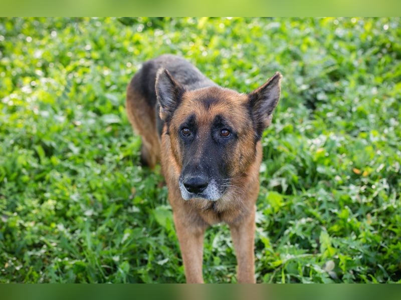 LOU - der brave, etwas ruhigere Rüde sucht ein liebevolles Für-Immer Zuhause
