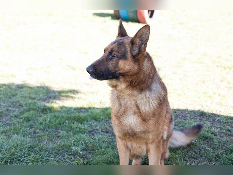 SANCHO - der hübsche Rüde sucht hundeerfahrene Menschen, die ihn artgerecht beschäftigen + auslasten