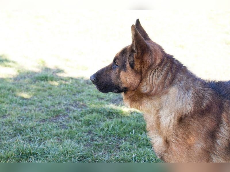 SANCHO - der hübsche Rüde sucht hundeerfahrene Menschen, die ihn artgerecht beschäftigen + auslasten