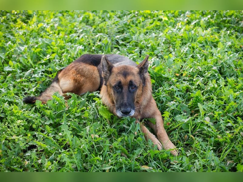 LOU - der brave, etwas ruhigere Rüde sucht ein liebevolles Für-Immer Zuhause