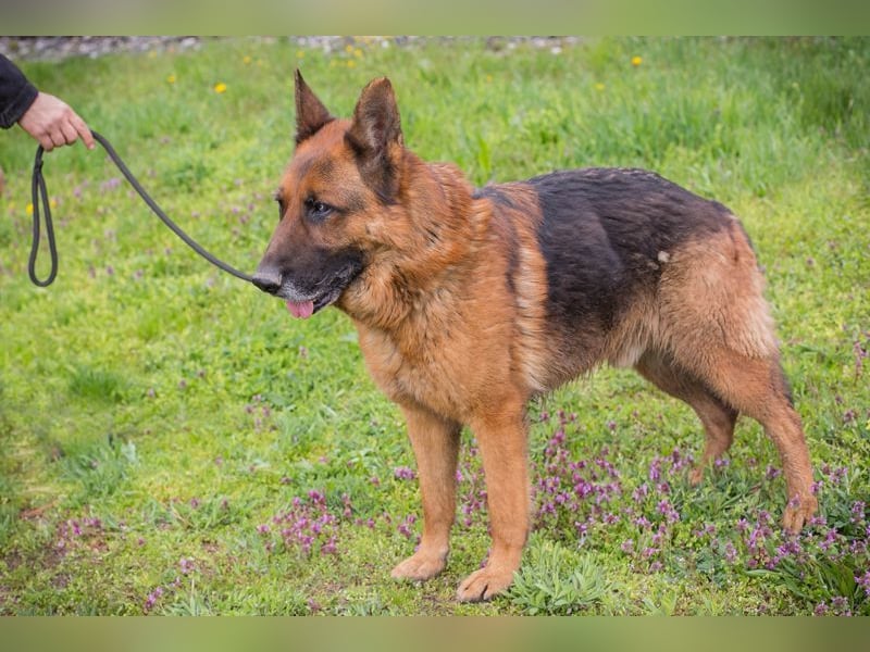 SANCHO - der hübsche Rüde sucht hundeerfahrene Menschen, die ihn artgerecht beschäftigen + auslasten
