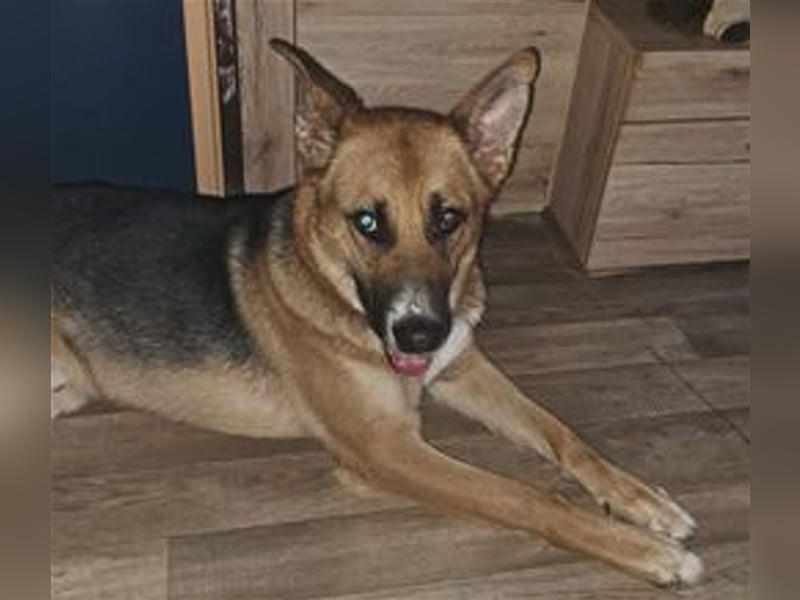 BARRY - der hübsche Junge muss noch einiges lernen und sucht eine hundeerfahrene Familie